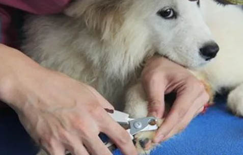 狗狗細小病毒有哪些癥狀