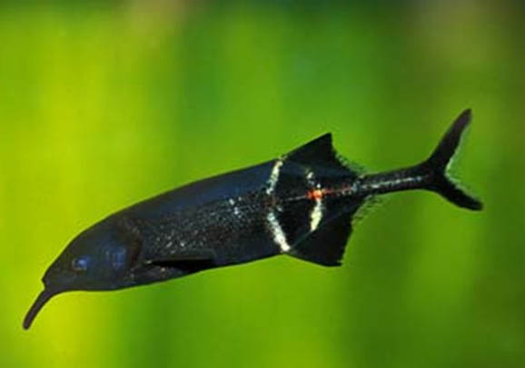 養(yǎng)熱帶魚停電怎么辦