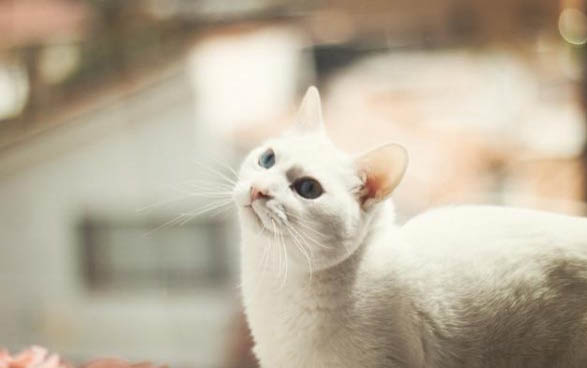貓眼睛大小眼能自愈嗎