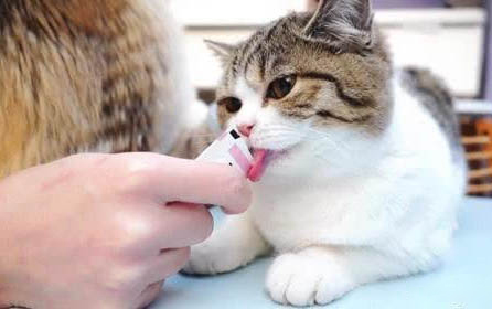 貓食量減少且嗜睡什么原因