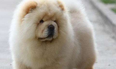 松獅犬和哈士奇哪個好養