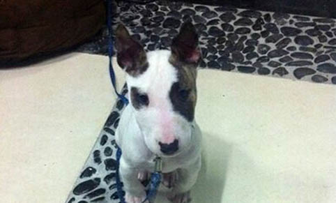 迷你牛頭梗飼養方法