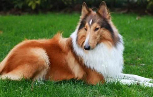 怎么給蘇格蘭牧羊犬剪指甲