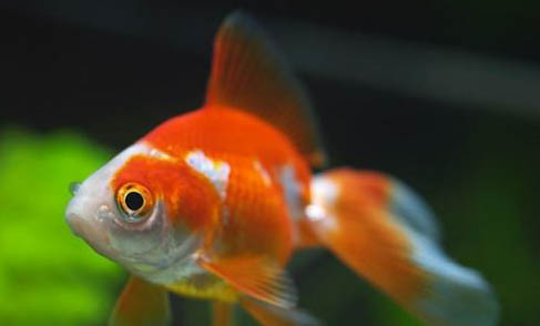 金魚需要加氧氣泵嗎