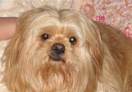 拉薩犬口吐白沫的原因及處理方法