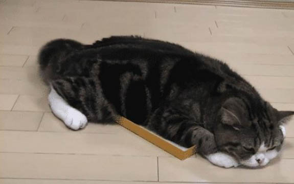 貓咪吃蟑螂會不會生病