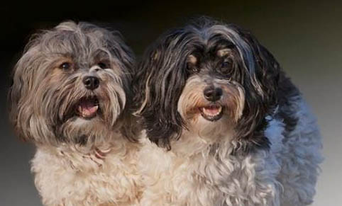 怎么鑒定狗狗有狂犬病六個標準