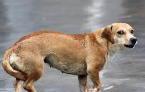 狗狗體內外驅蟲藥哪個好