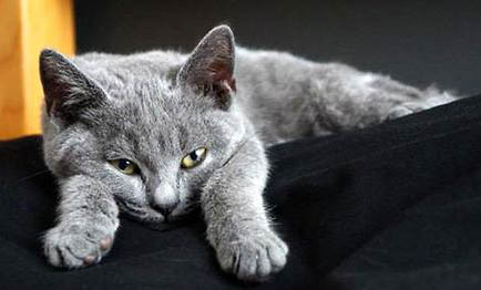 卡爾特貓為什么太瘦了?