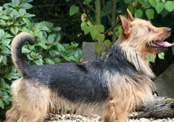 澳大利亞牧牛犬咳嗽一個(gè)月了