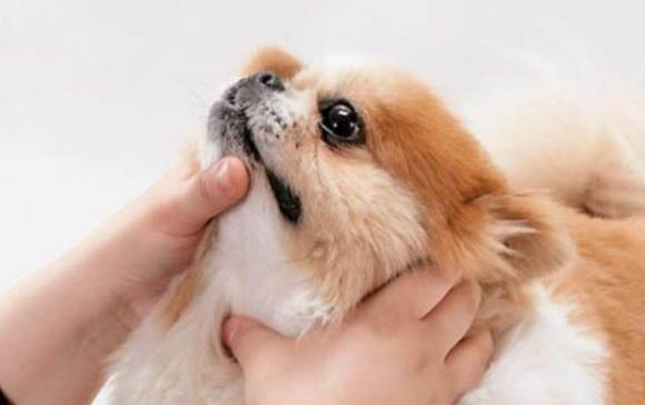 我家狗吃人屎怎么辦