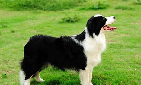 邊境牧羊犬的訓練方法有哪些