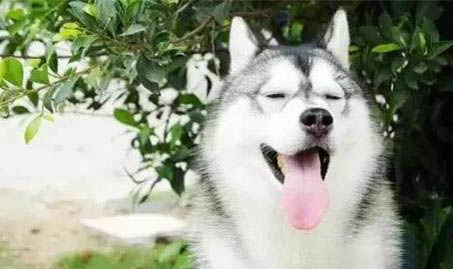 狗狗喝羊奶粉有哪些好處