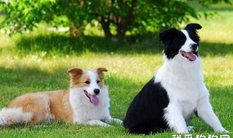 蘇格蘭牧羊犬磨牙用什么最好