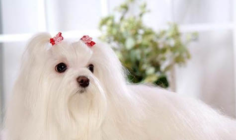 約克夏和馬爾濟斯的區別是什么