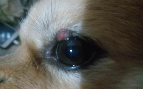 狗頻繁咳嗽吐白色粘液