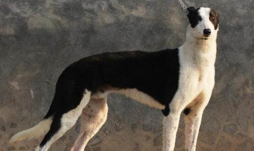 格力犬坐月子注意事項