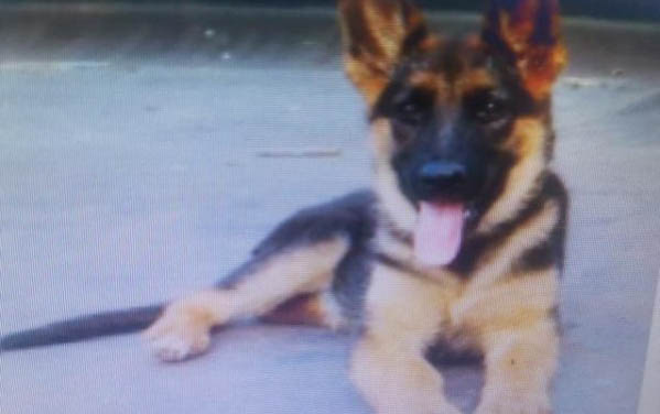 西安哪里有德牧犬舍