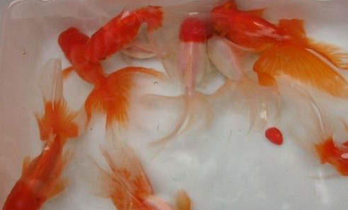 羅漢魚有哪些品種