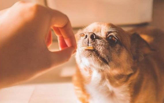 狗狗為何會瘋狂舔腳?該如何處理?