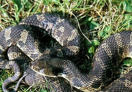 豬鼻龜腸炎癥狀