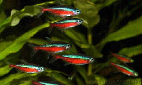 新手怎么養魚不會死