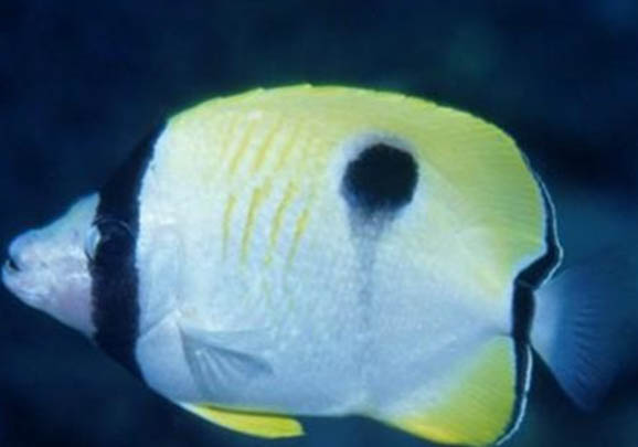 怪蝴蝶魚好養(yǎng)嗎