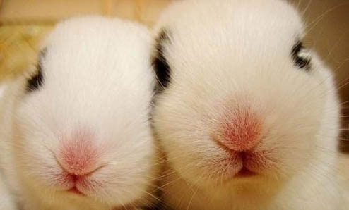 幼兔應(yīng)該如何喂養(yǎng)