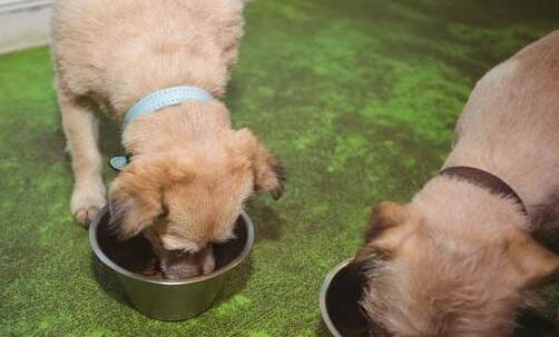 狗狗犬瘟熱癥狀