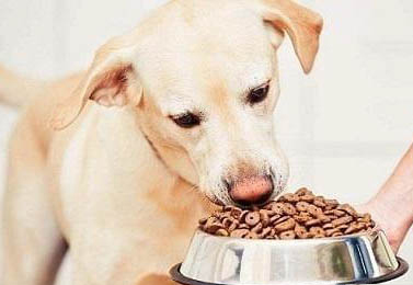 金毛吃什么狗糧好點價格也不高的呢