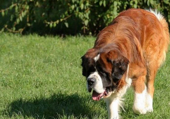圣伯納犬冠狀病毒需要禁食嗎