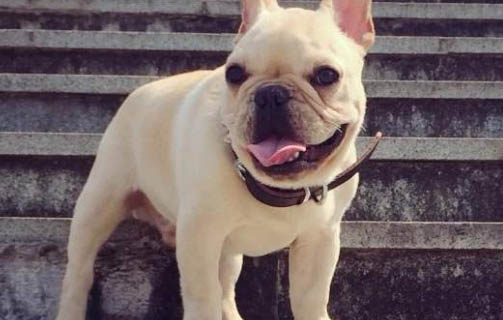狗狗吐黃水可以吃什么藥