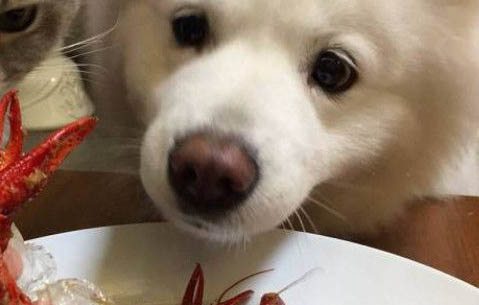 狗狗可以用香皂洗澡嗎