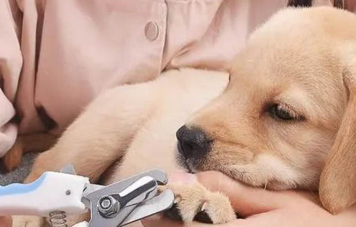 狗狗驅蟲藥哪個牌子好