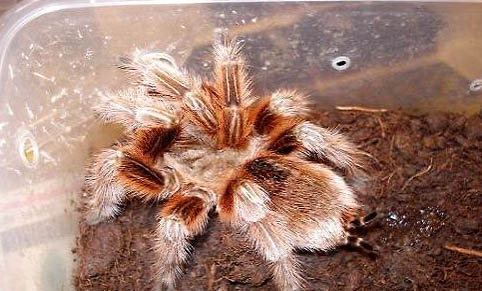 智利火玫瑰蜘蛛多少錢