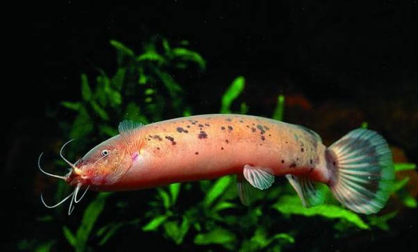 冷水觀賞魚有哪些品種