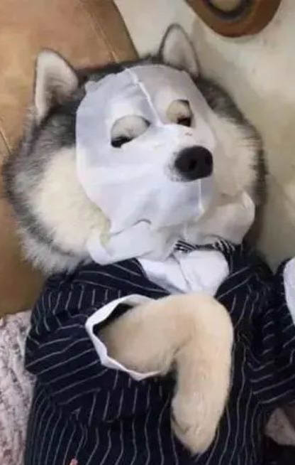 狗狗總是搖頭甩耳朵的原因及處理方法