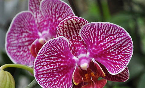 怪蝴蝶魚的飼養環境