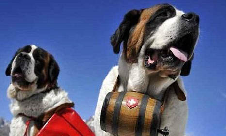 圣伯納犬鼻子出血是什么原因