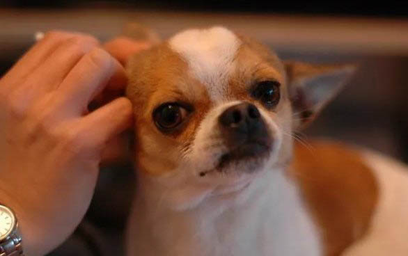 狗狗誤食巧克力怎么辦?