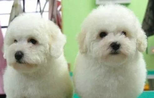 比熊犬手術傷口多久恢復