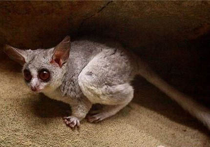 嬰猴中國可以養嗎