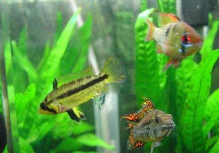 1米2長60厘米寬的缸可以養龍魚嗎