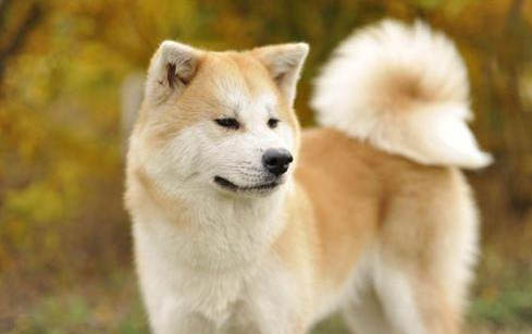 秋田犬和柴犬哪個好？