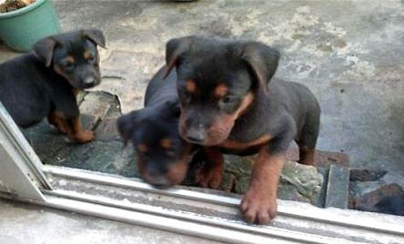 萊州紅犬智商排名