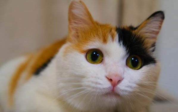 如何幫助胖貓減肥?