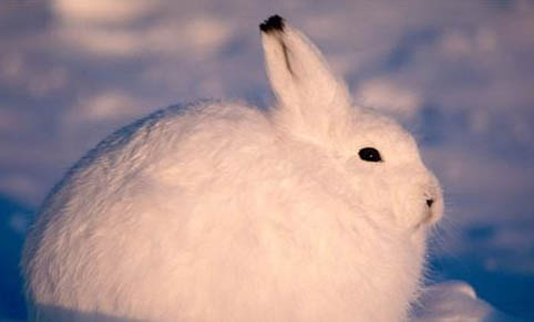 北極兔的特點: