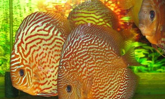 怎么判斷魚餓了
