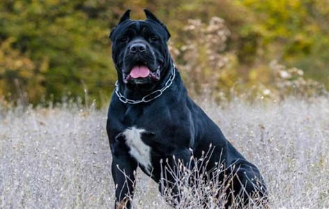 如何訓(xùn)練卡斯羅幼犬不跟陌生人走