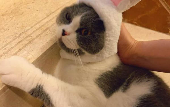 貓咪感冒有什么癥狀?